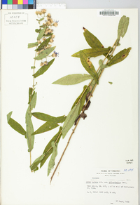 Symphyotrichum phlogifolium image