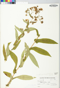 Symphyotrichum phlogifolium image