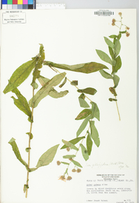 Symphyotrichum phlogifolium image