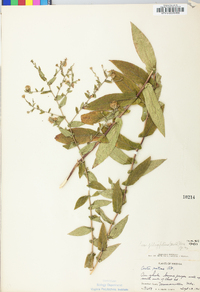 Symphyotrichum phlogifolium image