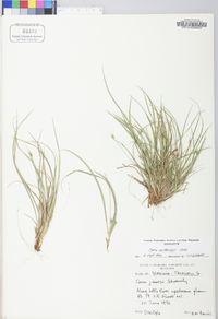 Carex willdenowii image