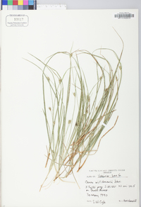 Carex willdenowii image