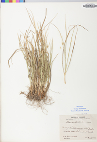 Carex willdenowii image