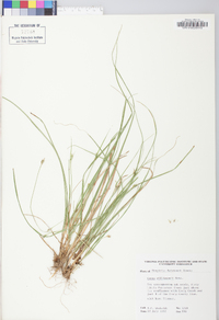 Carex willdenowii image