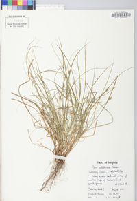 Carex willdenowii image