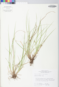 Carex willdenowii image