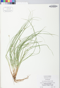 Carex willdenowii image