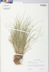 Carex willdenowii image