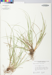 Carex willdenowii image