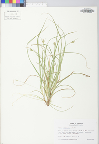 Carex willdenowii image