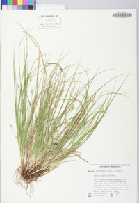 Carex willdenowii image