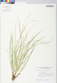 Carex willdenowii image