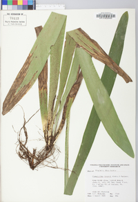 Carex fraseriana image