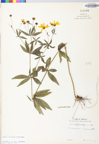 Coreopsis major image