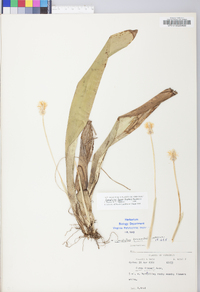 Carex fraseriana image