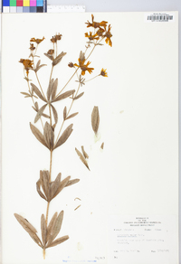 Coreopsis major image