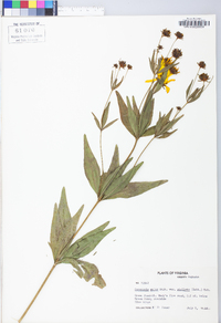 Coreopsis major image