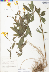 Coreopsis major image