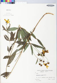 Coreopsis major image