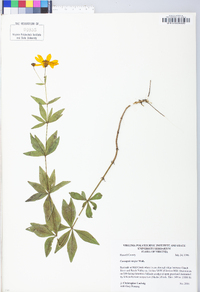 Coreopsis major image