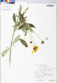 Coreopsis tripteris image