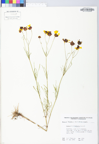 Coreopsis tinctoria image