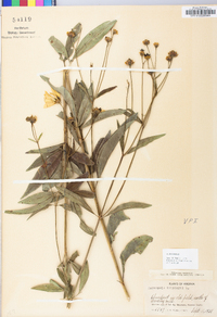 Coreopsis tripteris image