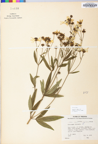 Coreopsis tripteris image