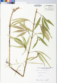 Coreopsis tripteris image