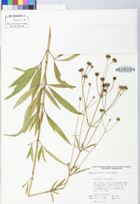 Coreopsis tripteris image