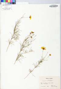 Coreopsis verticillata image