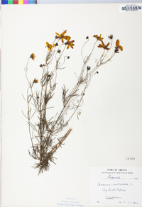 Coreopsis verticillata image