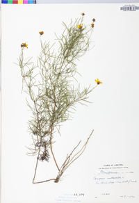 Coreopsis verticillata image