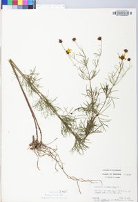 Coreopsis verticillata image