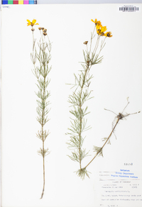 Coreopsis verticillata image