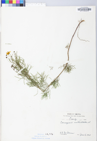 Coreopsis verticillata image