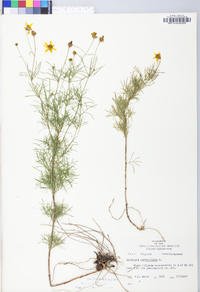 Coreopsis verticillata image