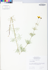 Coreopsis verticillata image