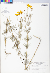 Coreopsis verticillata image