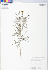 Coreopsis verticillata image