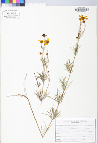 Coreopsis verticillata image