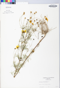 Coreopsis verticillata image