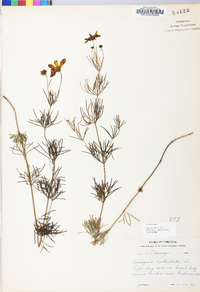 Coreopsis verticillata image