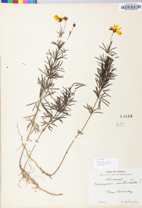 Coreopsis verticillata image