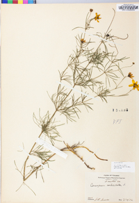 Coreopsis verticillata image