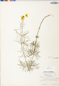 Coreopsis verticillata image