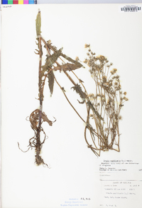 Crepis capillaris image