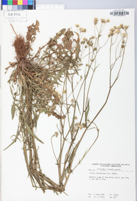 Crepis capillaris image