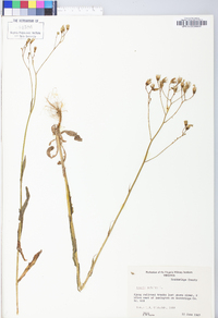 Crepis pulchra image