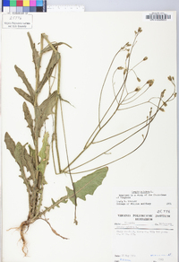 Crepis pulchra image